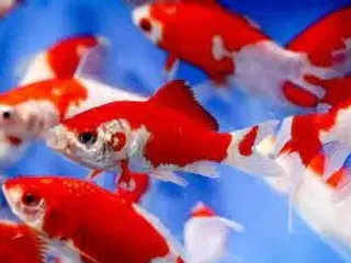 SARASA GULDFISK ((10-11 CM)) FÅ MÆNGDE RABAT