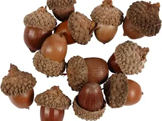 Ægte Agern til Dekoration - 12 stk.