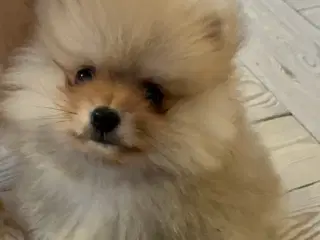 Pomeranian. Han. 10.000kr