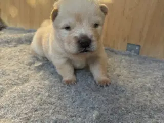Chow Chow Hvalpe 