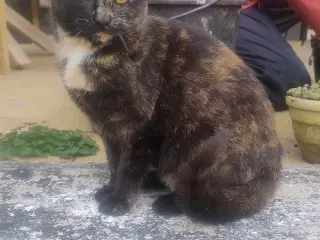 Kattekilling fra juni 2025