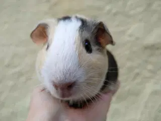 6 Hun marsvin unger at vælge imellem