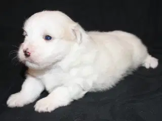 Coton de Tulear hvalpe
