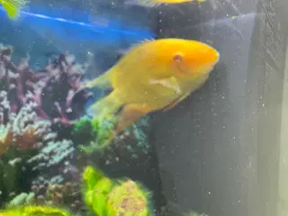 Store ciklider mangler nyt hjem