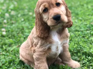 Engelsk Cocker spaniel