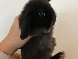 5 minilop unger på 8 uger 