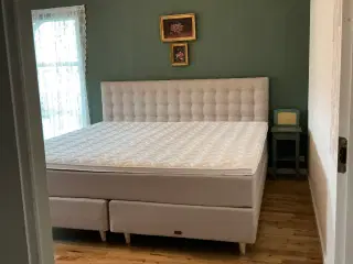 Stor Familie kontinentalseng