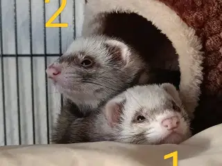 Ilder/fritter tæver sælges.