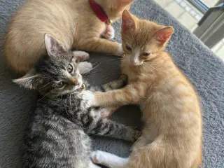 Killing hankat 