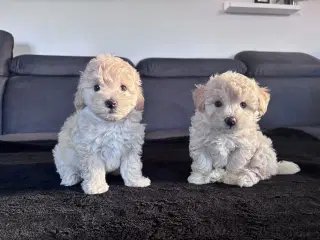 Maltipoo Puddel Maltese