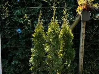 thuja plante hæk (Smaragd)
