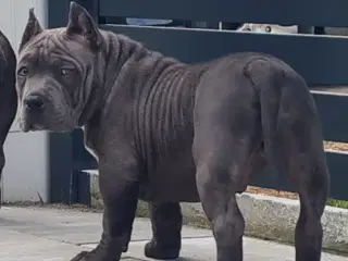 American Bully Tilbage