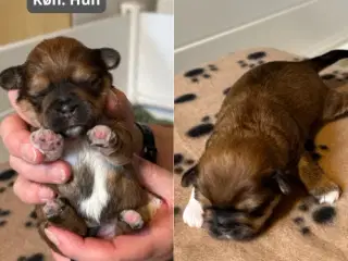 Skønneste blandingshvalpe af Shih Tzu og Lhasa Aps