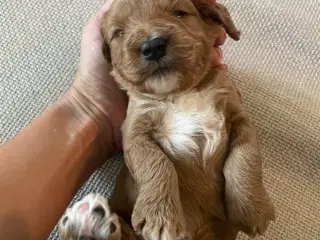 Cockapoo F2 hvalpe