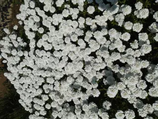 Bunddække med hvide blomster. 