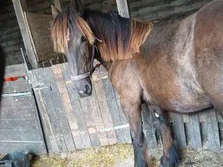 1 årig Jyskhest hingst sælges