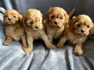 Ægte Cocker Poo