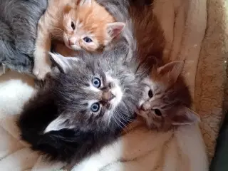 Maincoon/Norsk skovkat