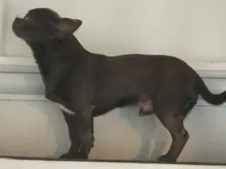 Eksklusiv Blå Chihuahua Han Tilbyder Parring!