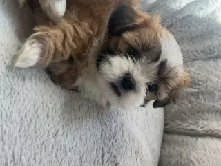 Shih-tzu / Bichon Havanaise - 3