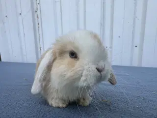 Dværgvædder/Mini lop hankanin