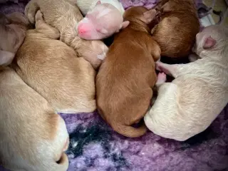 Maltipoo hvalpe 