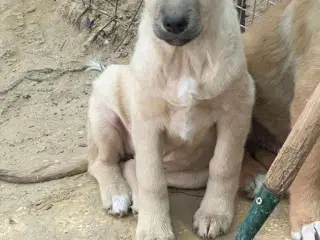 Missy (blandingshund / gadehund)
