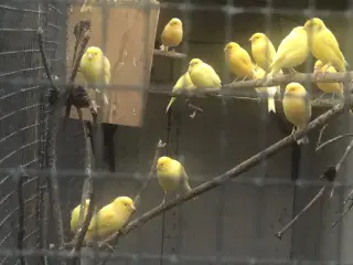 Kanarie købes pris alt for hvad det er