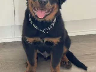 Rottweiler hvalp