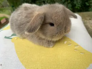 Mini lop baby 