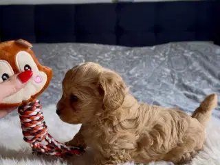 🌟🐶 Havapoo-hvalpe – klar til nye hjem fra 8.10