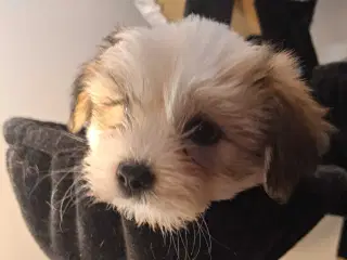 Lhasa apso / malteser