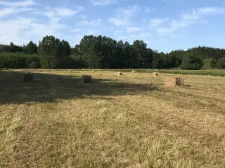 Hø i minnibig