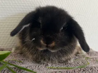 Minilop unge 