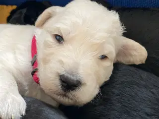 Goldendoodle - Golden doodle