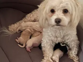 Bichon Havanais