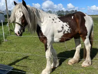 Stor tinker/Irish cob hoppe 2 år