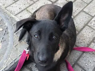 Smuk Belgisk Malinois Hvalp 7 mdr.