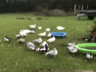 Ællinger i forskellige størgelser.