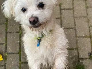 Malteser/bomuld hvalp på knap 1 år .