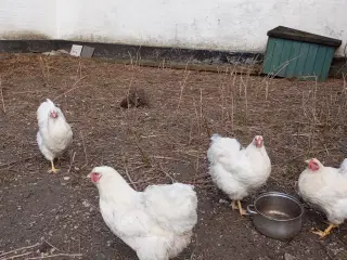Wyandotter hvide kyllinger 8 stk