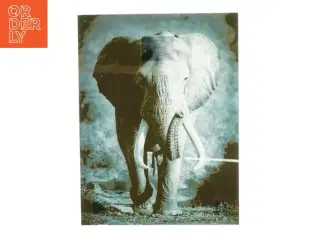 Glasramme med elefant billede (str. 54 x 41 cm)