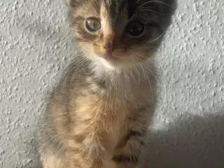 To fine piger søger hjem eller stald.