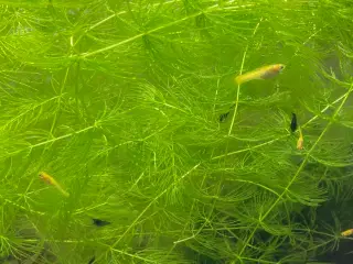 Akvarieplanter