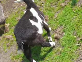 Geder sælges