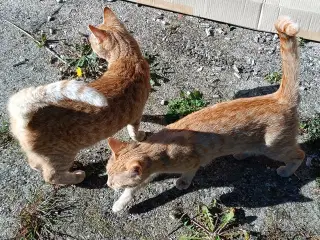 2 røde hun gårdkatte/inde katte 8 mdr.