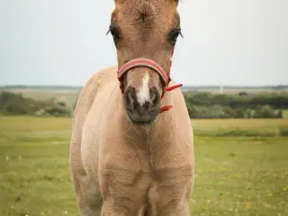 Virkelig smuk hoppe til fremtiden!