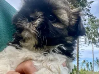 Allergivenlige hundehvalpe