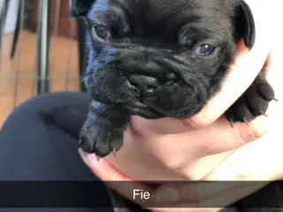 Fransk bulldog hvalpe