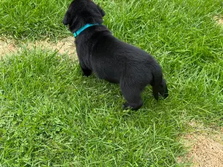 Labrador / australsk hyrdehund